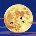 名月11･月に雁 3枚目