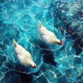 Chickens in blue water 3枚目