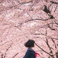 舞う　桜の下で 3枚目