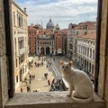 ヴェニス(イタリア) 11枚目
