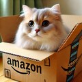 猫とAmazonの箱あるある 2枚目