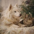 旅の途中の犬猫たち 3枚目
