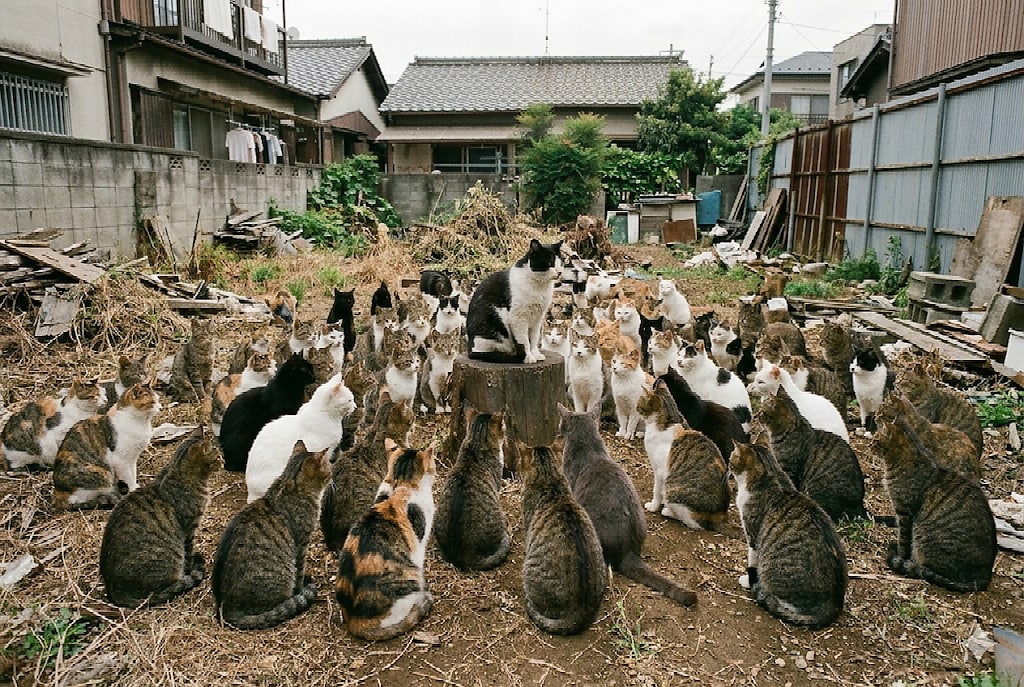 ねこあるある。