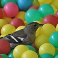 Bird in plastic balls 2枚目