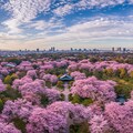 （こちらは実写風背景のみ）、AIちゃんがイメージした桜満開時の某観光地♪ 5枚目
