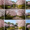 （こちらは実写風背景のみ）、AIちゃんがイメージした桜満開時の某観光地♪ 6枚目