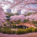 （こちらは実写風背景のみ）、AIちゃんがイメージした桜満開時の某観光地♪ 2枚目