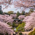 （こちらは実写風背景のみ）、AIちゃんがイメージした桜満開時の某観光地♪ 3枚目