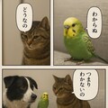 いぬとねこといんこ14 9枚目