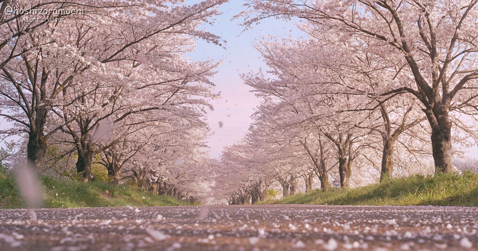 桜並木のトンネル、本当に美しい🌸