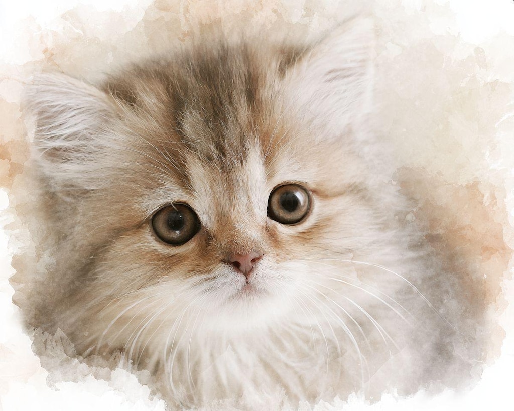 子猫アップ