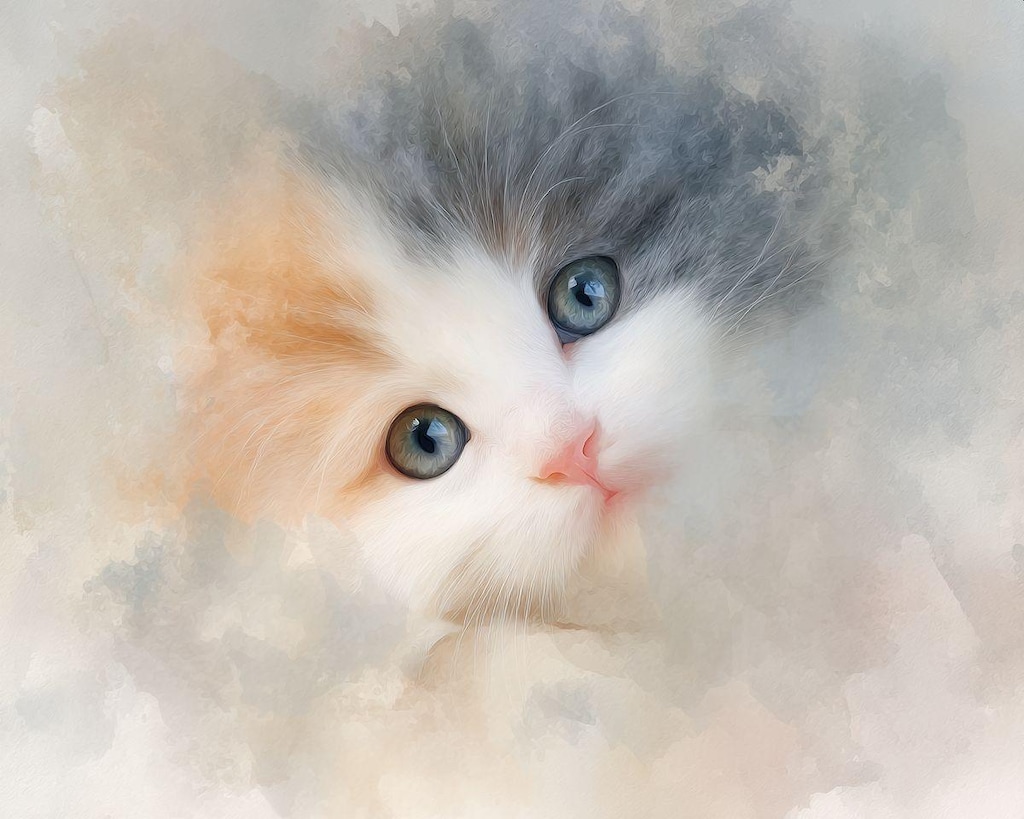 子猫アップ