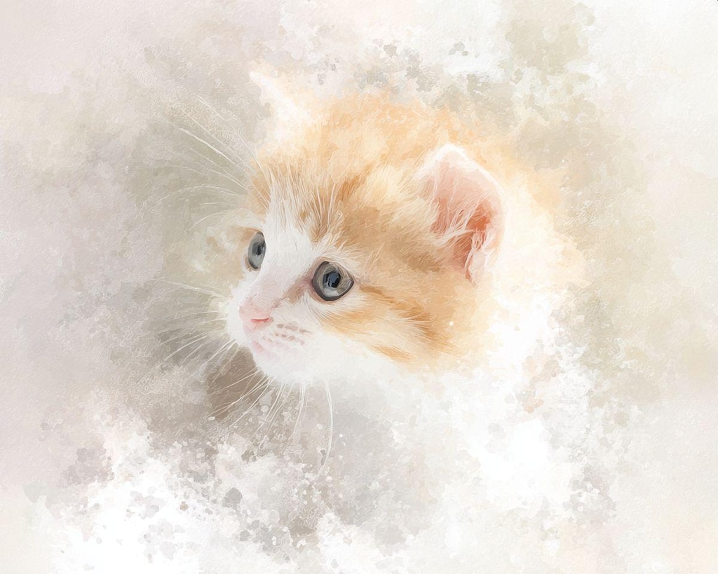 子猫アップ