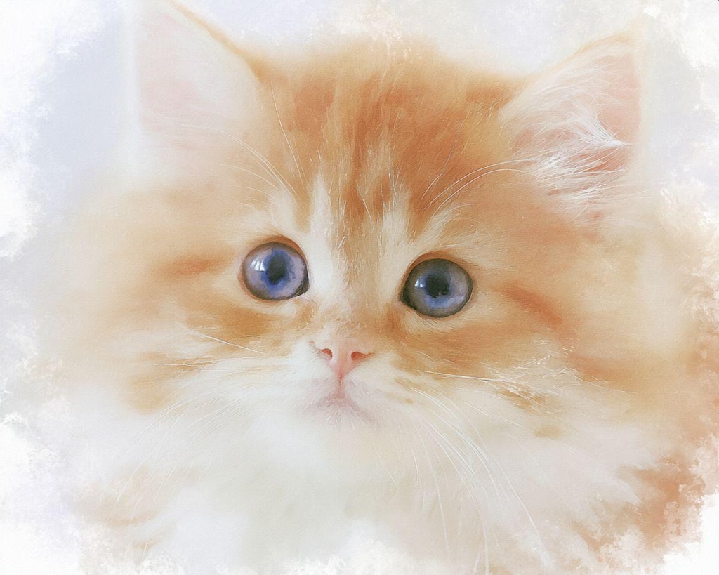 子猫アップ