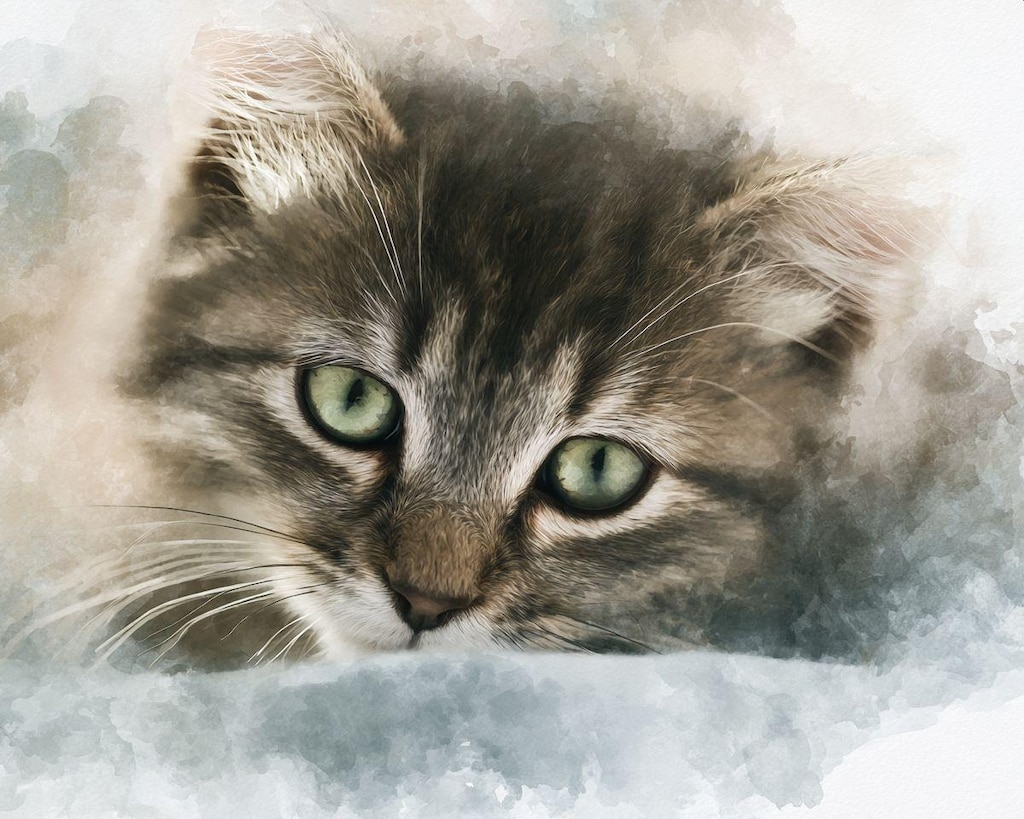 子猫アップ