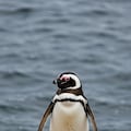 世界ペンギンの日② 4枚目