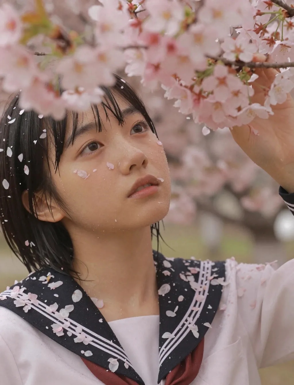 季節外れの桜まみれ＆セーラー服