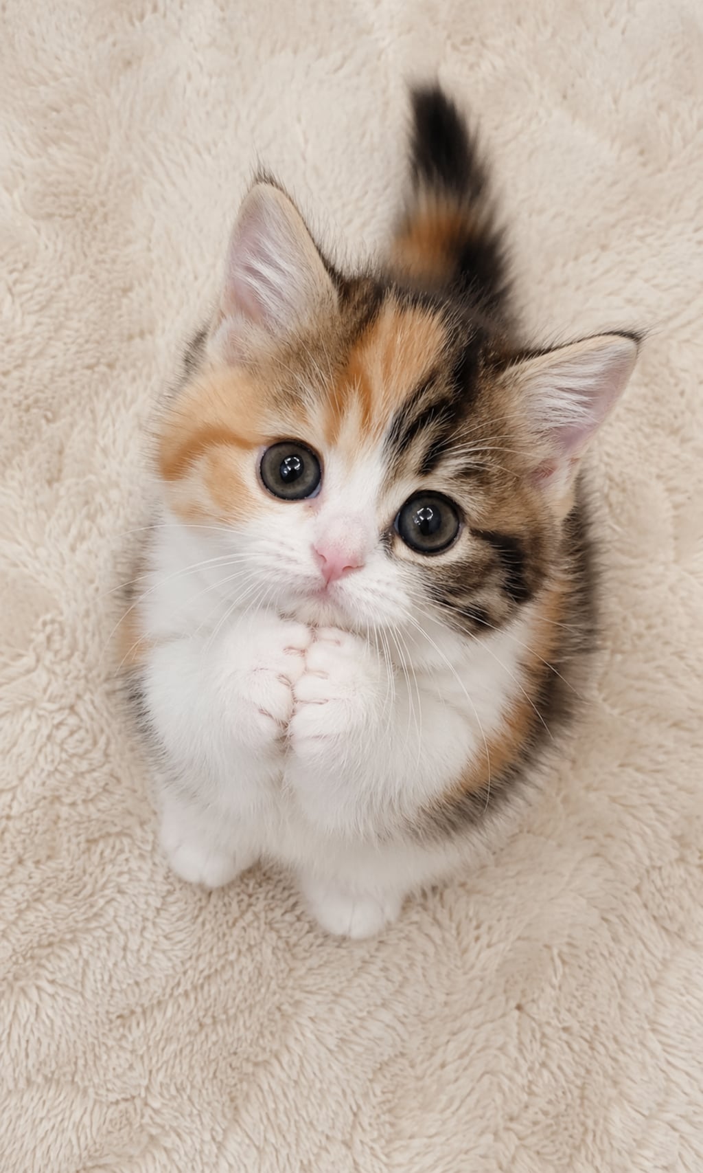 【動物】あなたに逢いたくてMissing You(本日の癒し)