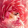 大輪の花に宿る妖精の微笑み 2枚目