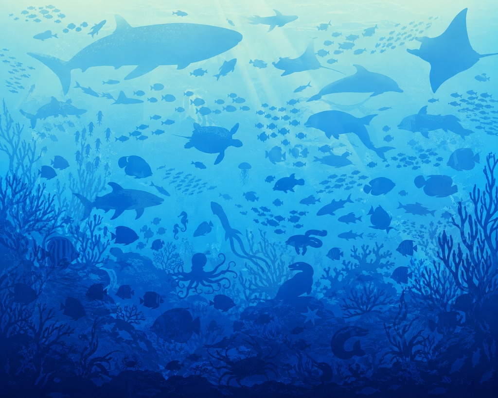 カクレ・クラゲ