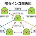 インコの謎相関図 7枚目