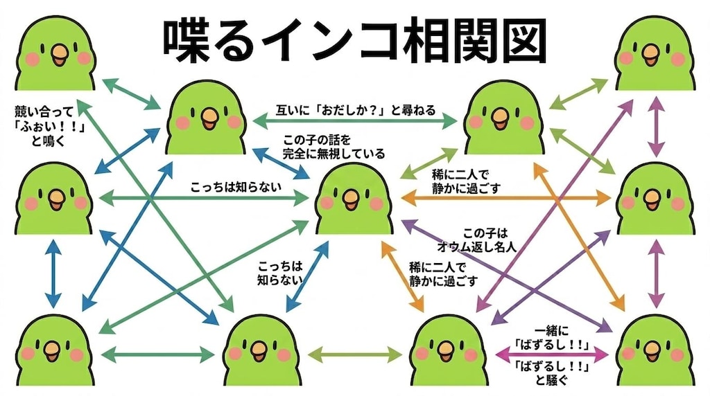 インコの謎相関図