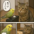 いぬとねこといんこ10 10枚目