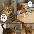 いぬとねこといんこ10 9枚目