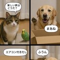 いぬとねこといんこ10 2枚目