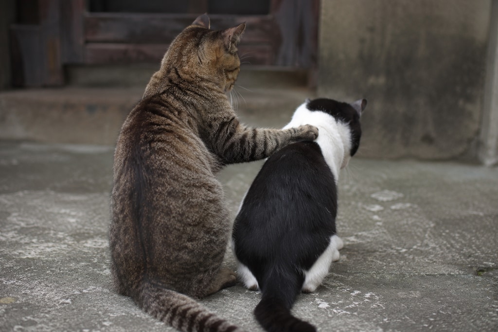 ねこのないない