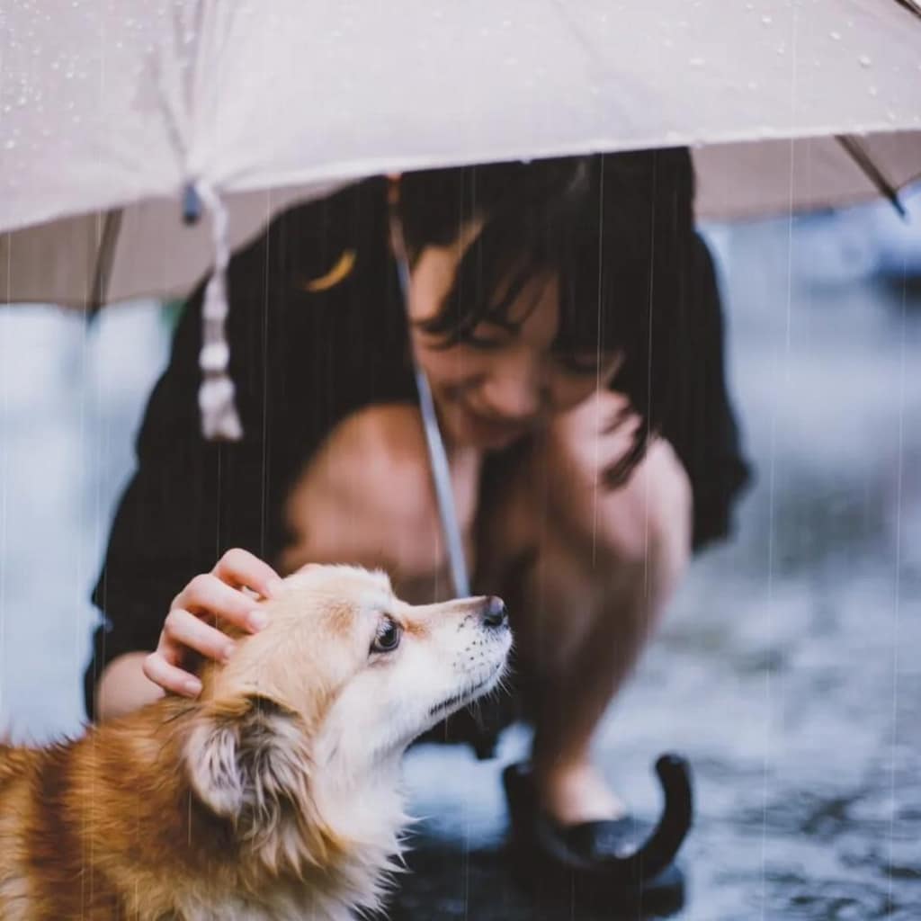 雨