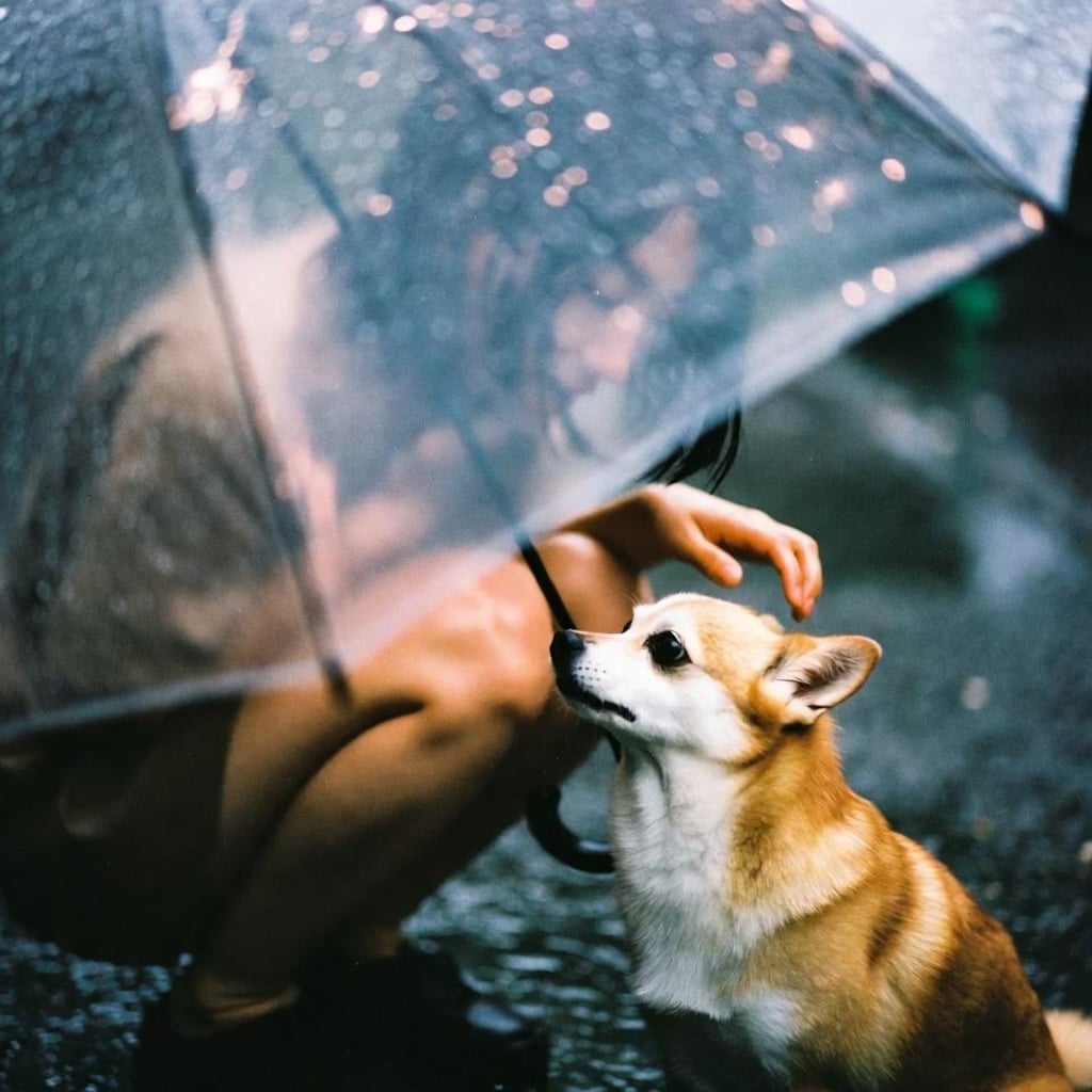 雨