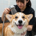 愛犬 6枚目