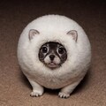 謎の生物 9枚目