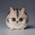 謎の生物 8枚目