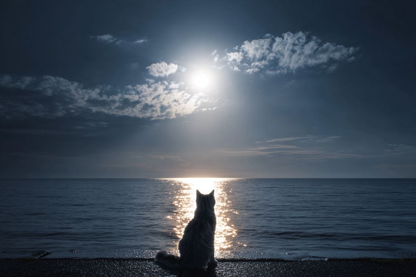 海と猫 | の人気AIイラスト・グラビア