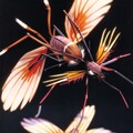 【ワード検証】anon、anopheles 9枚目