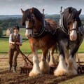 はたらく重種馬 5枚目