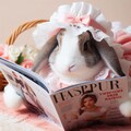 ファッション雑誌を読むウサギ 3枚目