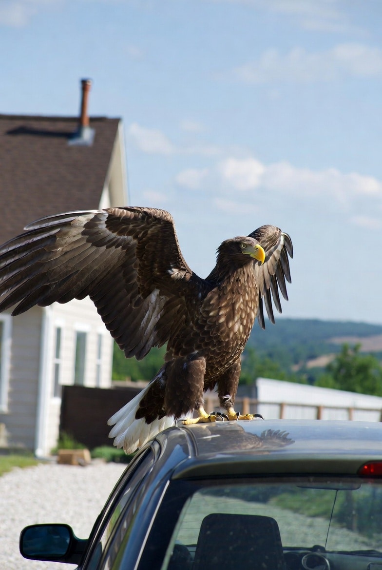 鷹・家・車 | の人気AIイラスト・グラビア