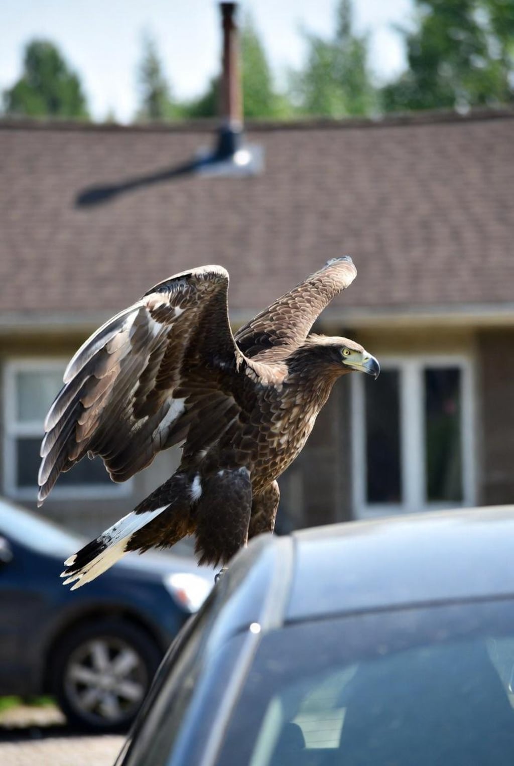 鷹・家・車