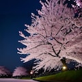 雪と夜桜 7枚目