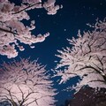 雪と夜桜 4枚目