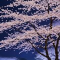 雪と夜桜 6枚目
