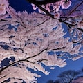 雪と夜桜 2枚目