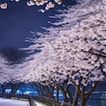 雪と夜桜 5枚目