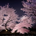 雪と夜桜 3枚目