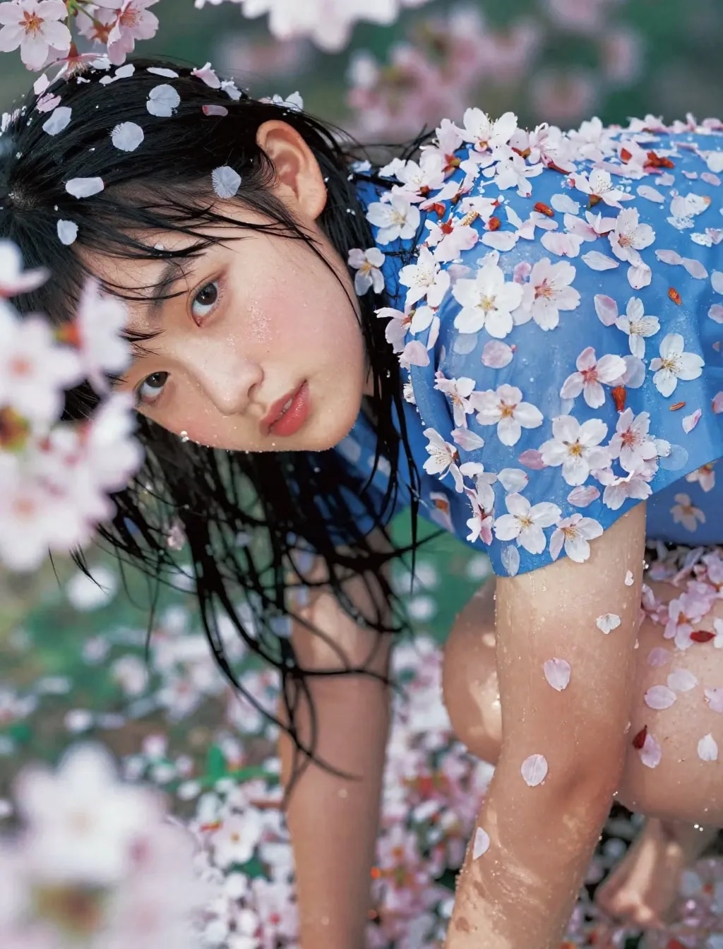 季節外れの桜まみれ