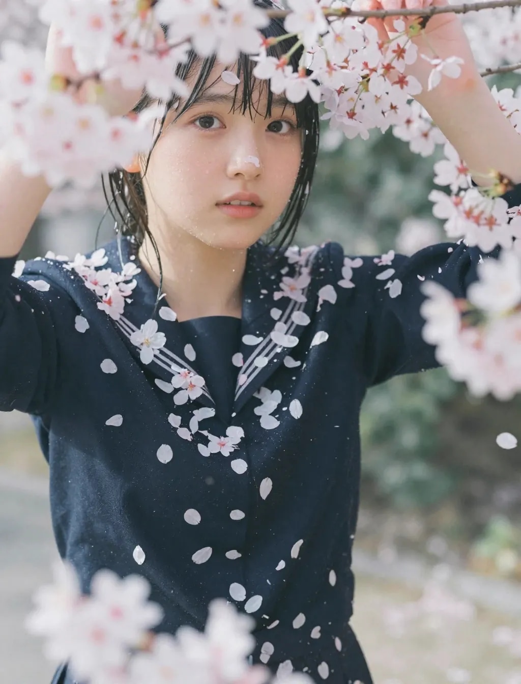 季節外れの桜まみれ