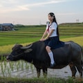 水牛 6枚目